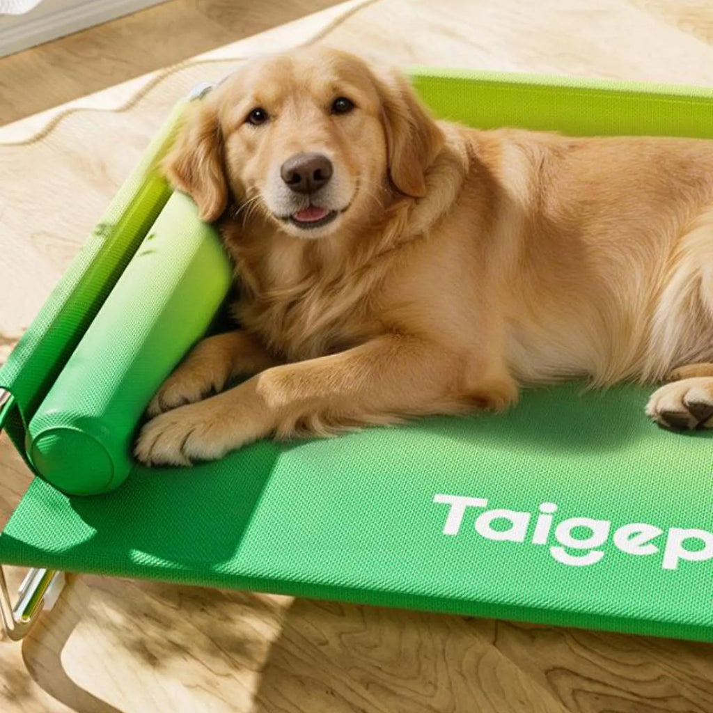 Stainless Steel Dog Bed Washable Elevated Dog Bed Pet Furniture Breathable Moisture Resistant for Large Dogs